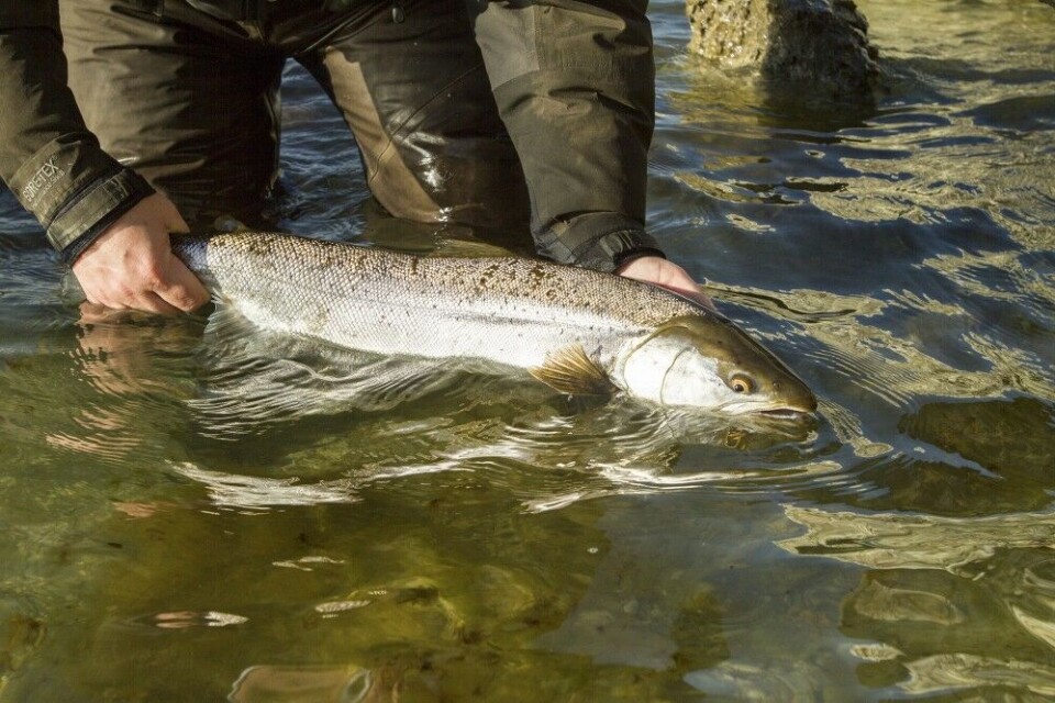 Artikkelforfatteren med en blank gotlending fanget på en Kinetic Sømmet gjennomløpssluk. Fisken veide ca. tre kilo. Artikkelforfatteren med en blank gotlending fanget på en Kinetic Sømmet gjennomløpssluk. Fisken veide ca. tre kilo.