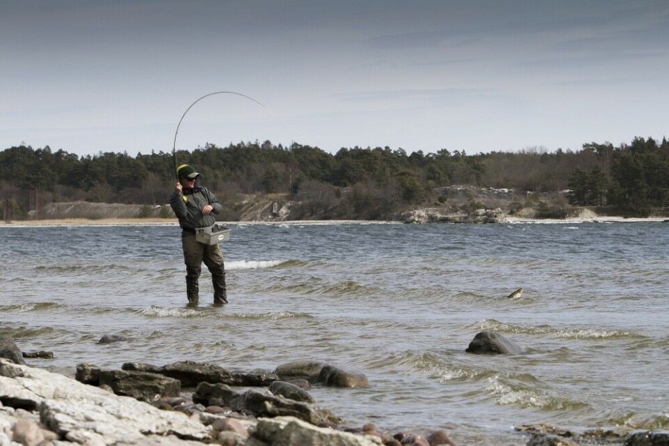 Kjøring av stor sjøørret i hard pålandsvind. Guiden overgikk vår villeste fantasier på en nærmest håpløs og forblåst dag med denne fiskeplassen. I denne bukta var det fisk over alt. Kjøring av stor sjøørret i hard pålandsvind. Guiden overgikk vår villeste fantasier på en nærmest håpløs og forblåst dag med denne fiskeplassen. I denne bukta var det fisk over alt.