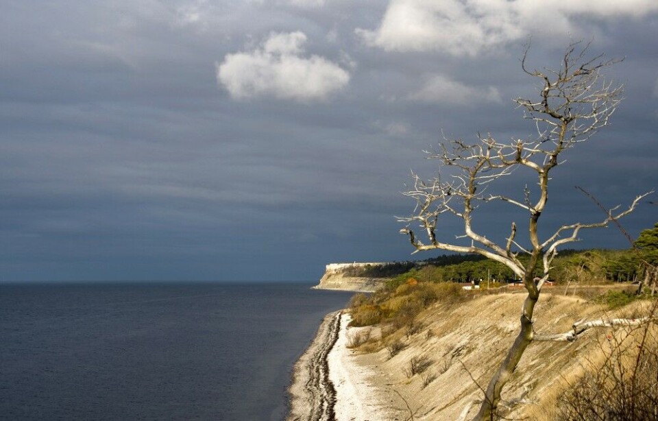 Gotland ligger ca. 90 km fra den svenske østersjøkysten, og er 125 km lang og 52 kilometer på det bredeste. Øya, som er Østersjøens største, er ganske flat og lav; høyeste punkt er 83 moh. Berggrunnen består av kalkstein, mergelskifer og sandstein. Gotland ligger ca. 90 km fra den svenske østersjøkysten, og er 125 km lang og 52 kilometer på det bredeste. Øya, som er Østersjøens største, er ganske flat og lav; høyeste punkt er 83 moh. Berggrunnen består av kalkstein, mergelskifer og sandstein.