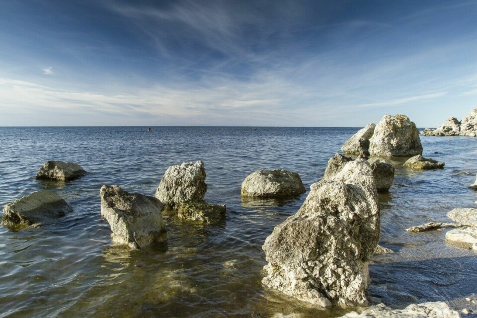 «Sea trouts on the flats». Naturfenomenet Gotland er og blir unikt, og da særlig for oss sportsfiskere. De langgrunne områdene med utallige sprekker og badekar (dype områder) er yngleplasser for småfisk og krepsdyr. Spesielt når det blir varmt, eksploderer det på grunna.