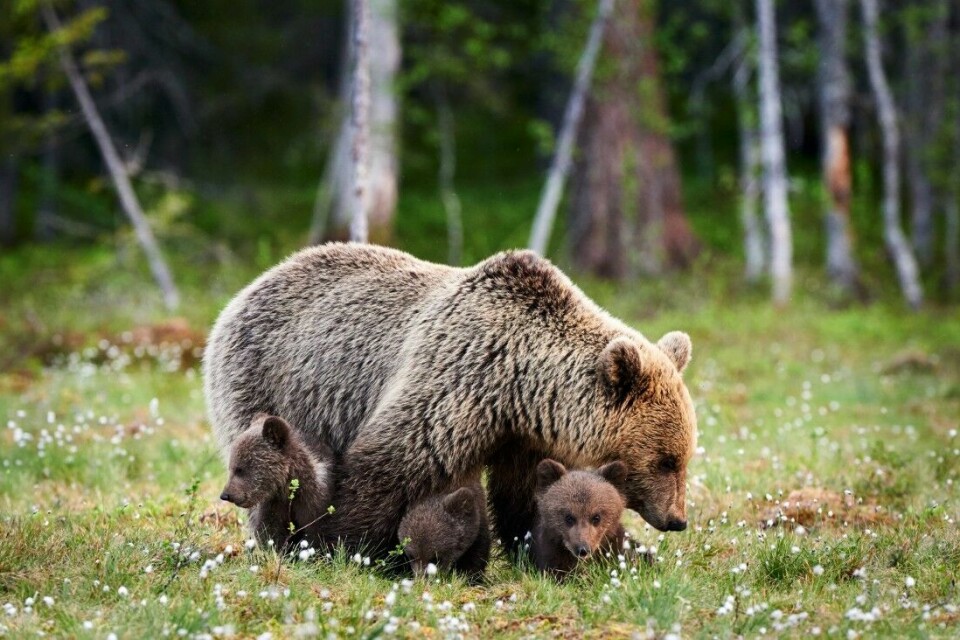 Dagens bjørnunger blir hos moren et år lengre enn tidligere. Samlet er de mer beskyttet overfor eldre hannbjørner, men også jakt.