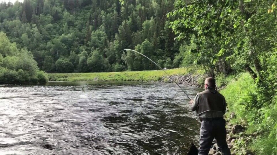 Kjøring av storlaks i Øvre Orkla, 26. juni. Den ultimate opplevelsen for en lidenskapelig fluefisker! Kjøring av storlaks i Øvre Orkla, 26. juni. Den ultimate opplevelsen for en lidenskapelig fluefisker!