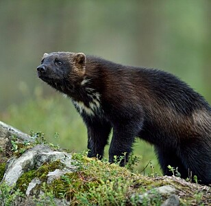 Jerveboom i Norge