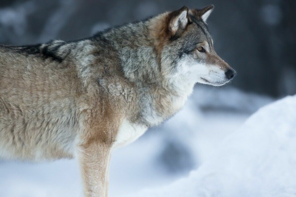 Lisensjakten på ulv startet mandag 1. oktober.