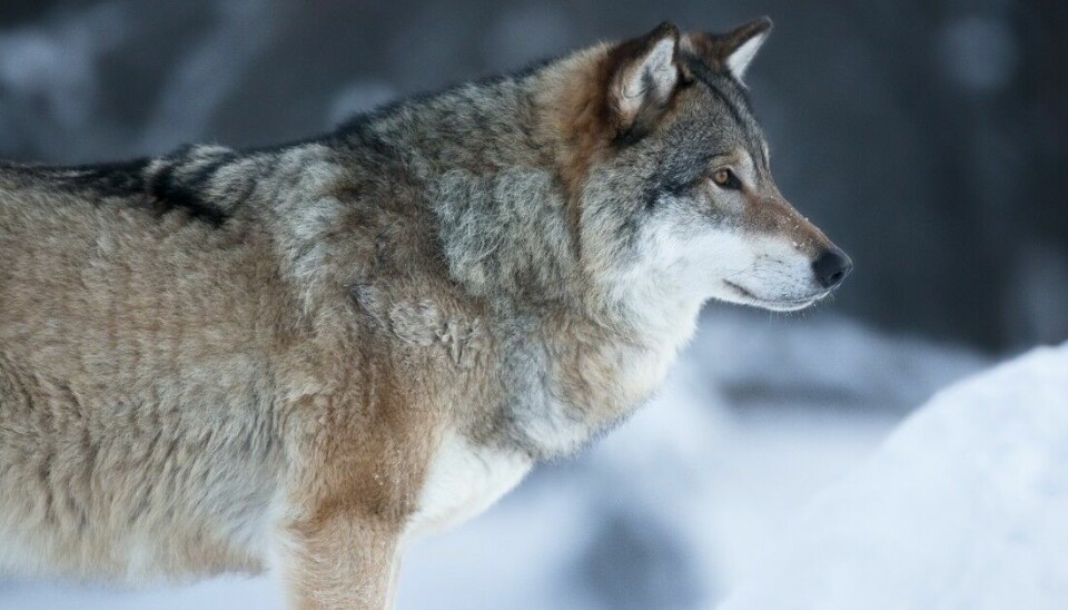 Tre lisensjegere har blitt bøtelagt for skudd mot usikker bakgrunn og på for langt hold under felling av ulv i vinter.