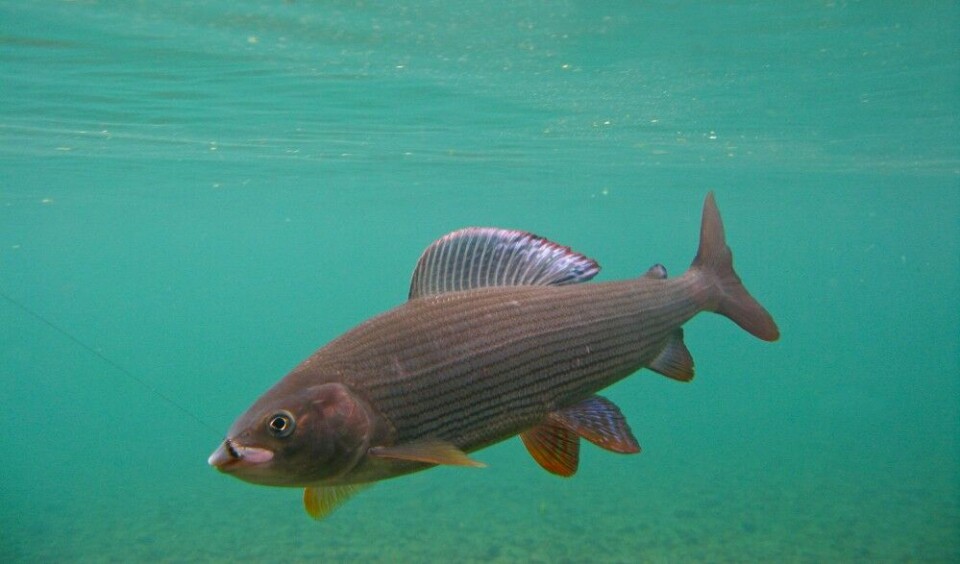 Mens kompisen kjører harren etter alle kunstens regler, benytter jeg anledningen til noen bilder under vann.