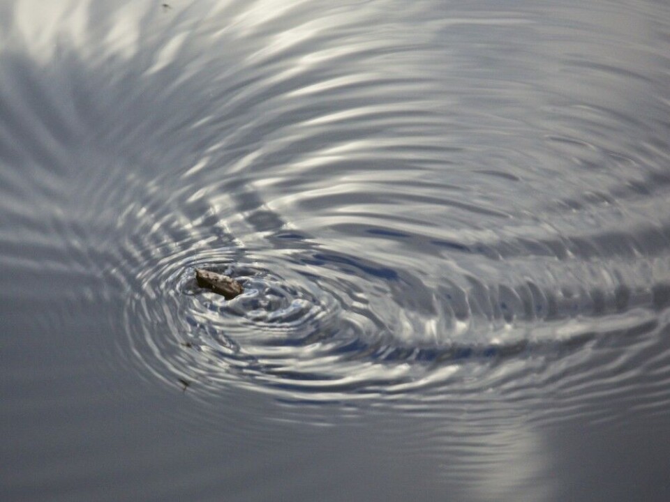 Nei, dette er ikke en ørret som vaker, men den enorme vårflua Phryganea grandis. Nei, dette er ikke en ørret som vaker, men den enorme vårflua Phryganea grandis.