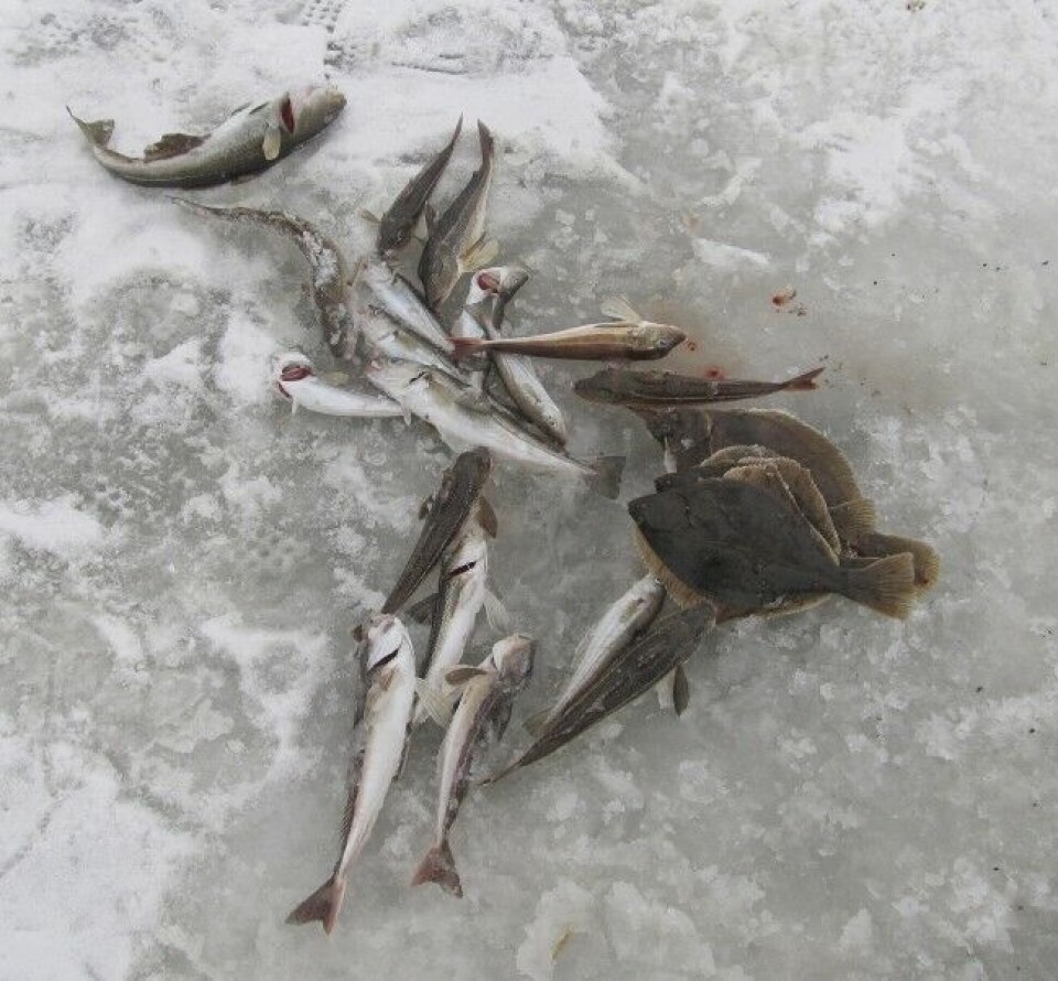 Fangsten etter to timers fiske med to stenger på fjord. Middagene er sikret for resten av uka. Fangsten etter to timers fiske med to stenger på fjord. Middagene er sikret for resten av uka.