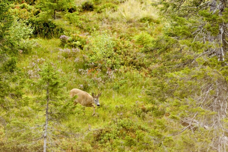 En fin bukk på vei rett inn under jakttårnet. Husk å ta hensyn til den ekstra overhøyden fra kikkerten ved skudd på kloss hold. En fin bukk på vei rett inn under jakttårnet. Husk å ta hensyn til den ekstra overhøyden fra kikkerten ved skudd på kloss hold.