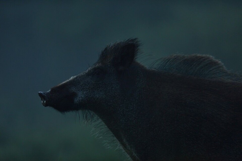 Mye har skjedd på de 40 årene som har gått siden Lov om jakt og fangst av vilt sist ble endret, deriblant villsvinets inntreden i norsk fauna. Mye har skjedd på de 40 årene som har gått siden Lov om jakt og fangst av vilt sist ble endret, deriblant villsvinets inntreden i norsk fauna.