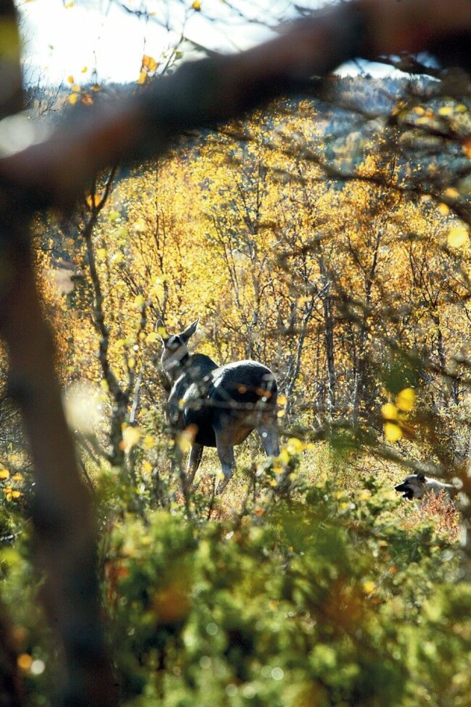 DÅRLIG VINKEL: Både ureint skuddfelt og dårlig vinkel. I slike situasjoner skal det definitivt ikke løsnes skudd. DÅRLIG VINKEL: Både ureint skuddfelt og dårlig vinkel. I slike situasjoner skal det definitivt ikke løsnes skudd.