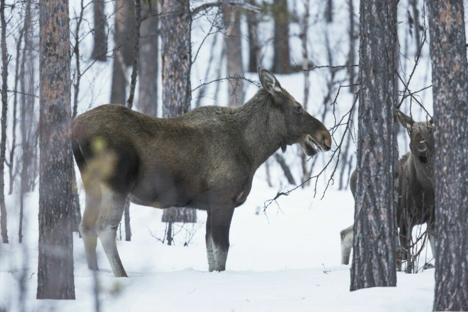 Ulven tar omtrent like mange elger årlig, enten det er et par eller en ulveflokk. Mats Lindberg/iStockphoto