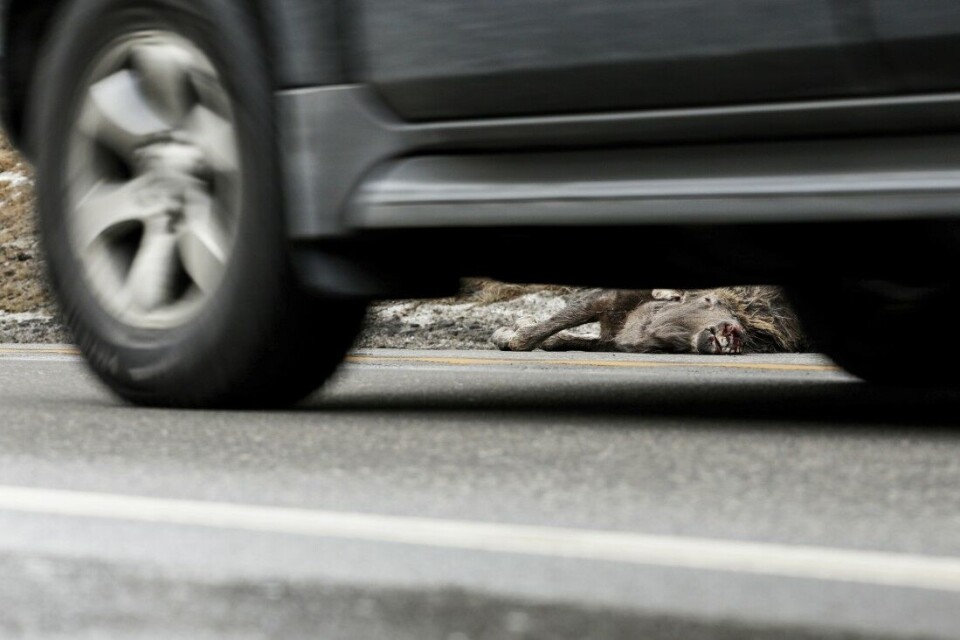 Færre hjortevilt dør i trafikken