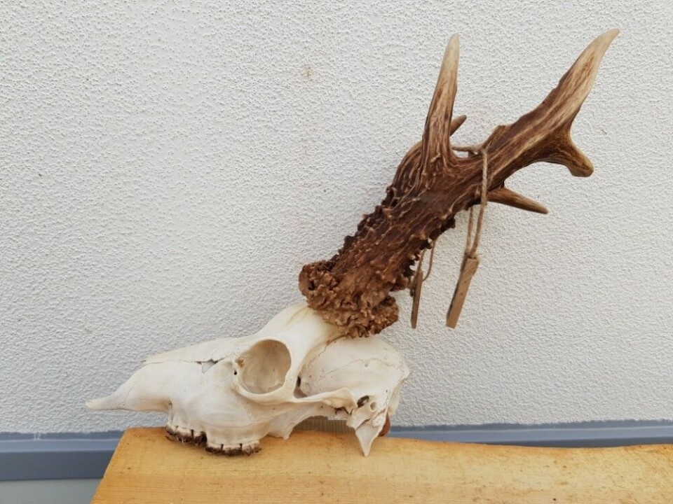 Med 774 gram og total 200,13 poeng, inntar dette geviret annenplassen på lista over Norges største. Det er 4,62 poeng bak norgesrekorden. Med 774 gram og total 200,13 poeng, inntar dette geviret annenplassen på lista over Norges største. Det er 4,62 poeng bak norgesrekorden.