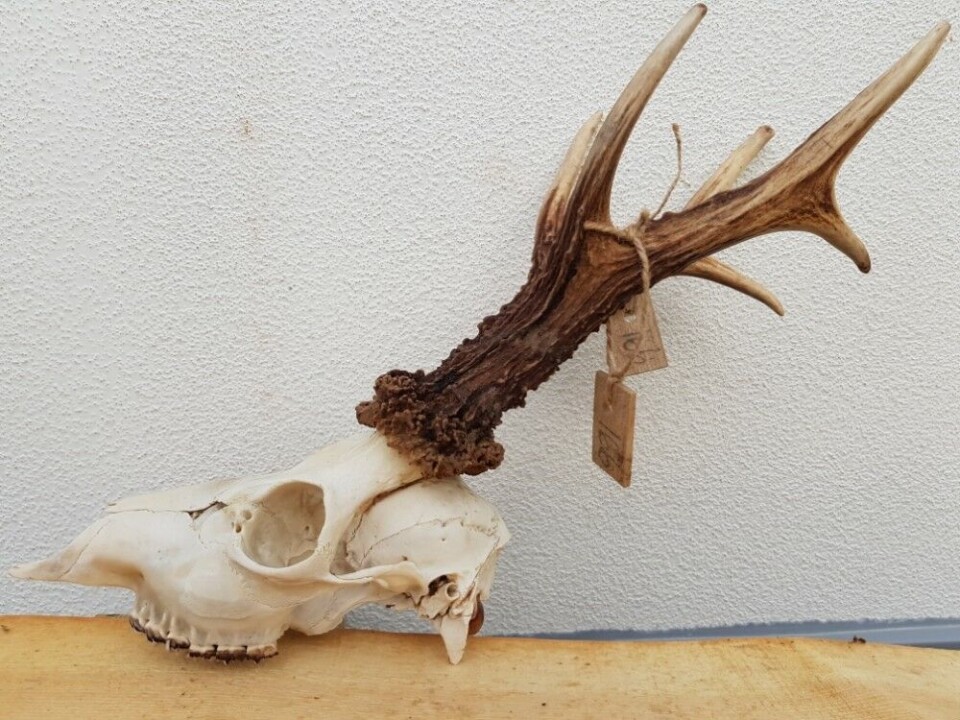 Med 753 gram og 198,63 poeng er det heller ingen smågutt som inntar tredjeplassen på lista over Norges største. Med 753 gram og 198,63 poeng er det heller ingen smågutt som inntar tredjeplassen på lista over Norges største.