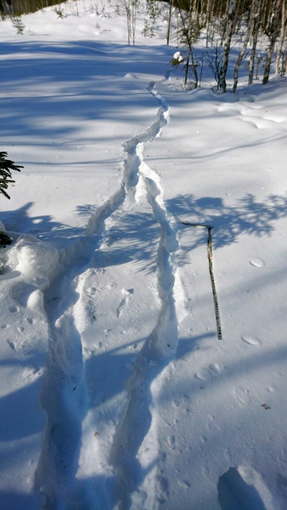 Hvilket eller hvilke dyr har gått her? Snøen er løs, sporstempler og skrittavstand er utydelig. Svaret er to ulver.