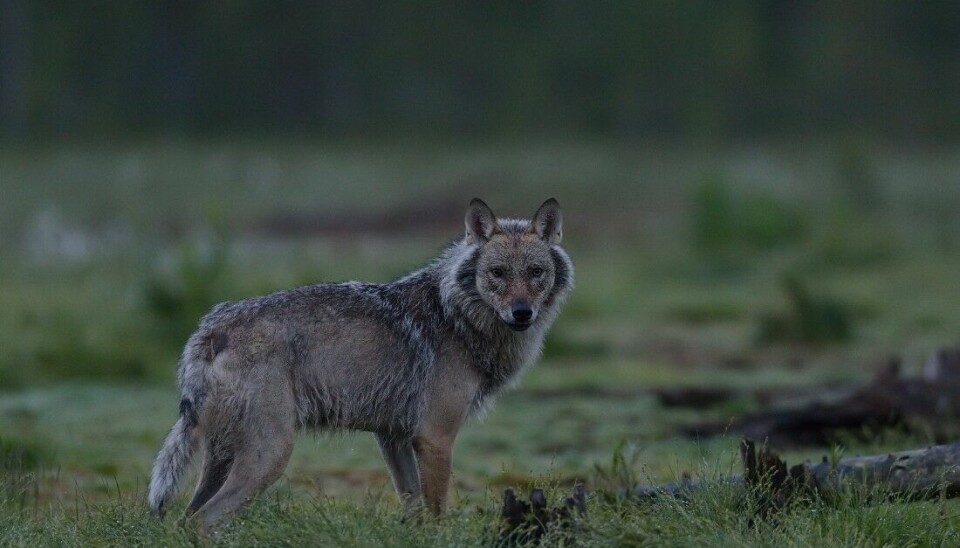 Det er færre ulver i Skandinavia, ifølge Rovdata.
