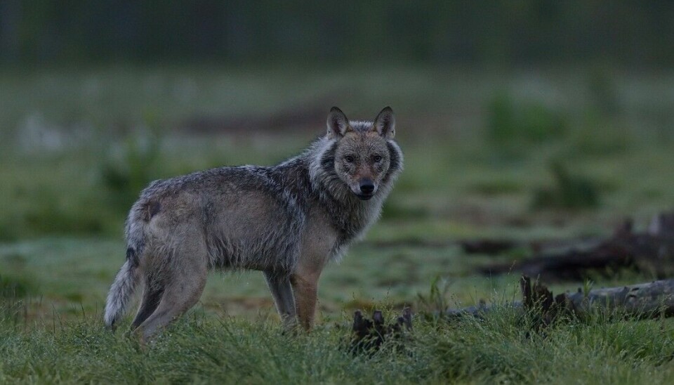 Det er færre ulver i Skandinavia, ifølge Rovdata. Ill. foto: ErikMandre/iStockphoto