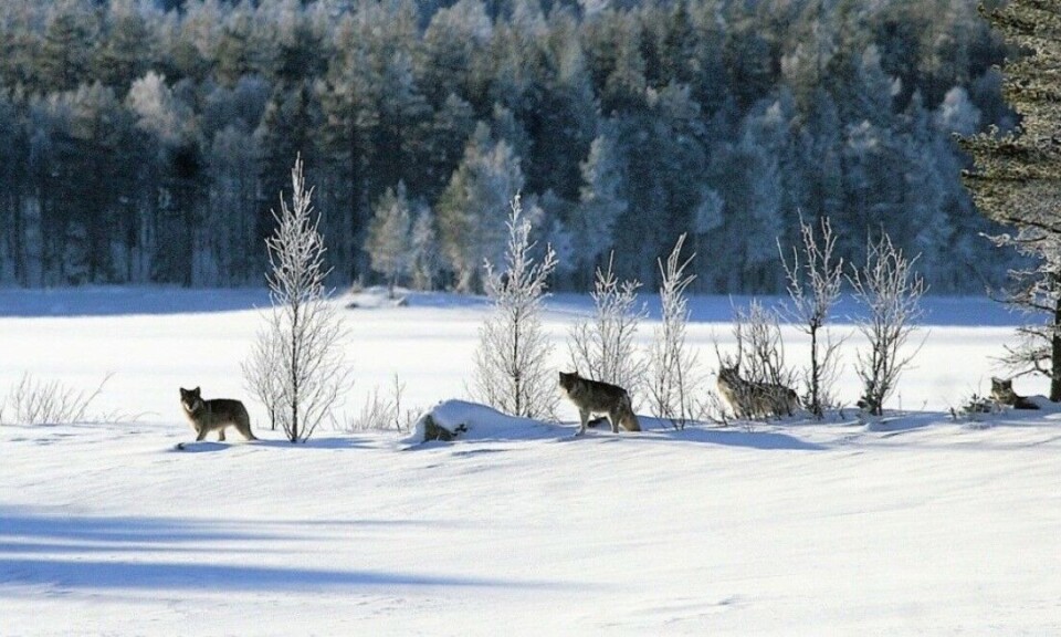 Ulver i Slettåsflokken ved Osensjøen i Åmot kommune 25. januar 2015. Ulver i Slettåsflokken ved Osensjøen i Åmot kommune 25. januar 2015.