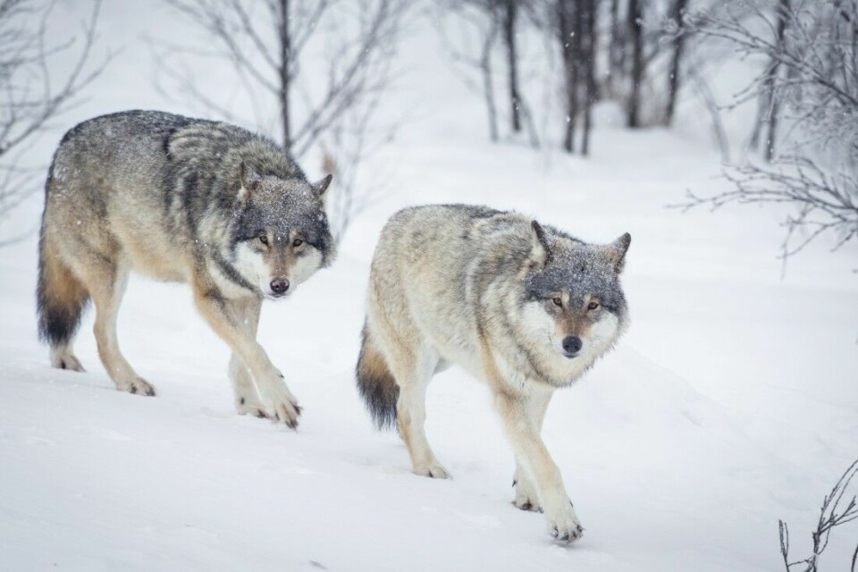 Klima- og miljøminister Ola Elvestuen (V) utvider fellingsperioden utenfor ulvesonen om våren for å få en lengre periode med lisensfelling på sporsnø.