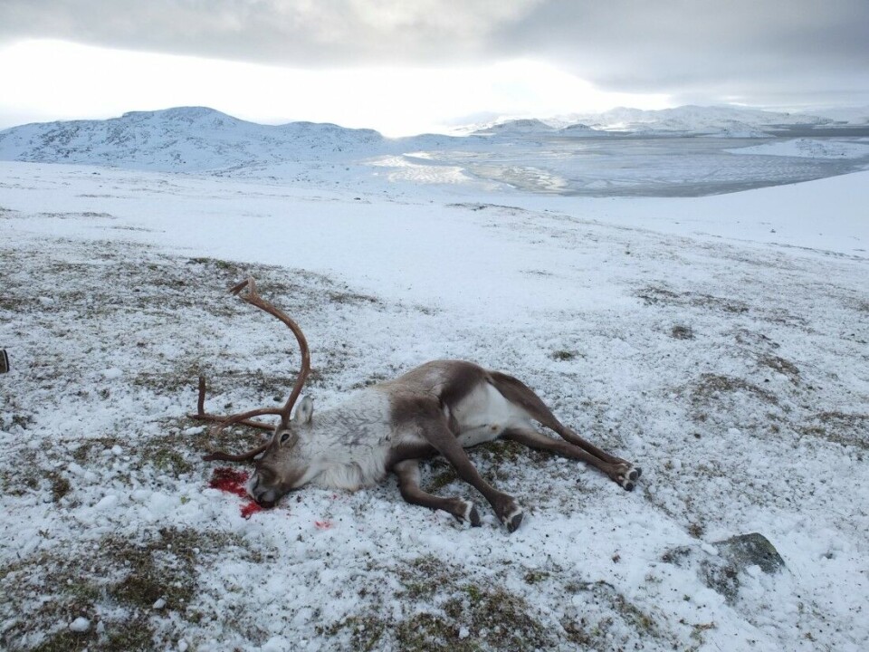 Over 90.000 hjortedyr har blitt testet for skrantesyke