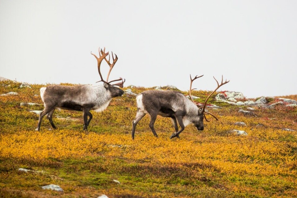 Nå gjenstår det å se om villreinen i Nordfjella sone 2 kan friskmeldes for CWD. Hvis ikke, blir drømmen om Raudafjell skrinlagt, skriver Villreinen i sin årbok 2019. Nå gjenstår det å se om villreinen i Nordfjella sone 2 kan friskmeldes for CWD. Hvis ikke, blir drømmen om Raudafjell skrinlagt, skriver Villreinen i sin årbok 2019.