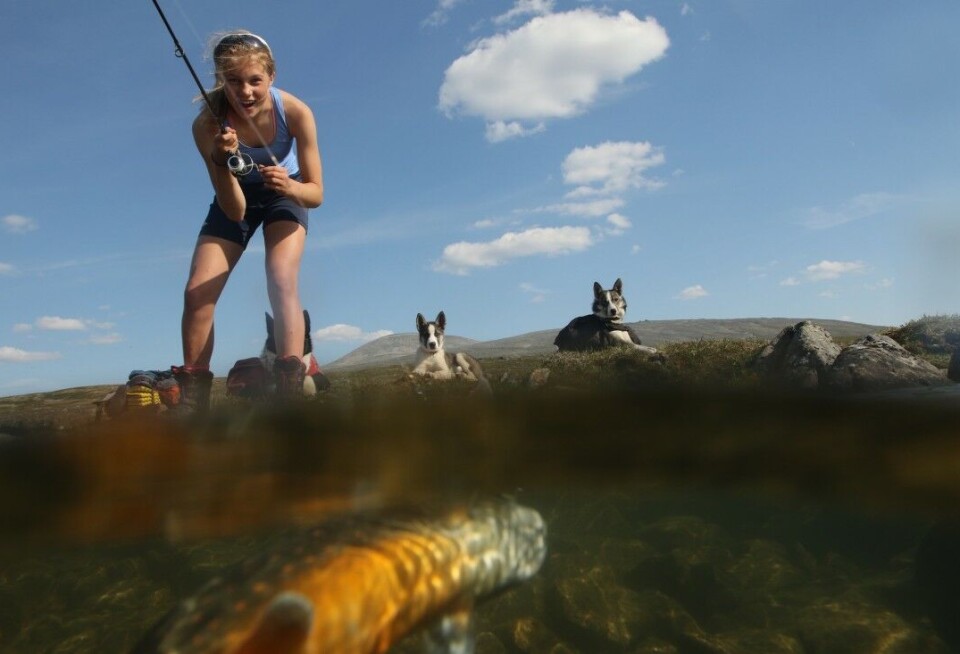 Lur røya i sommervarmen