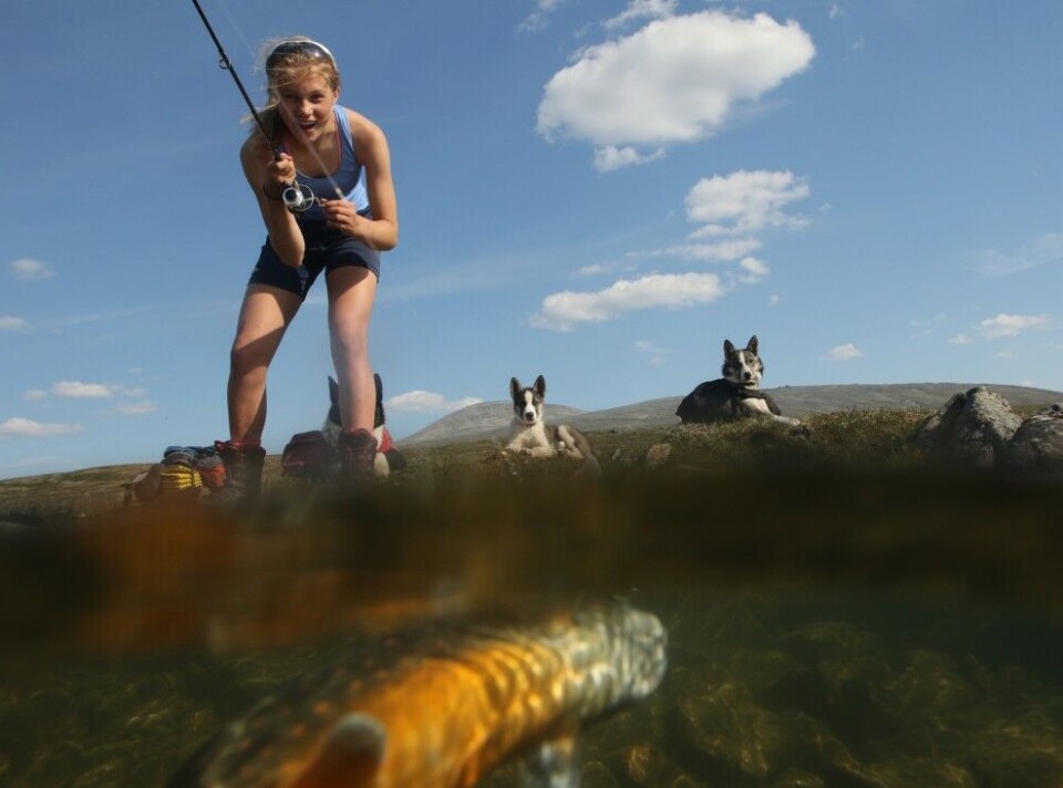 Lur røya i sommervarmen