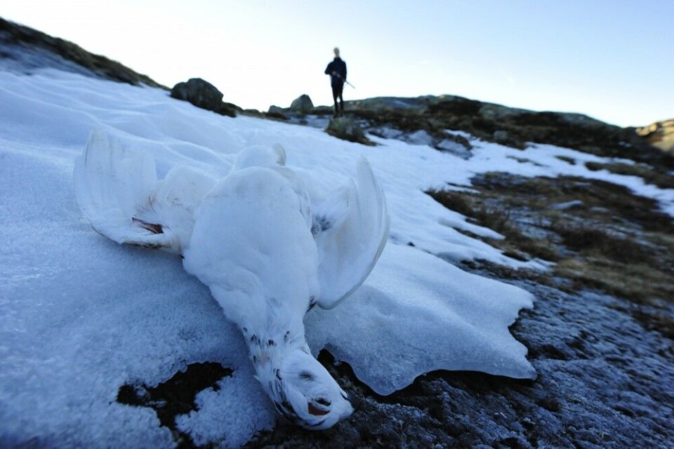 Småviltjakt i Jotunheimen er synonymt med rypejakt. Småviltjakt i Jotunheimen er synonymt med rypejakt.