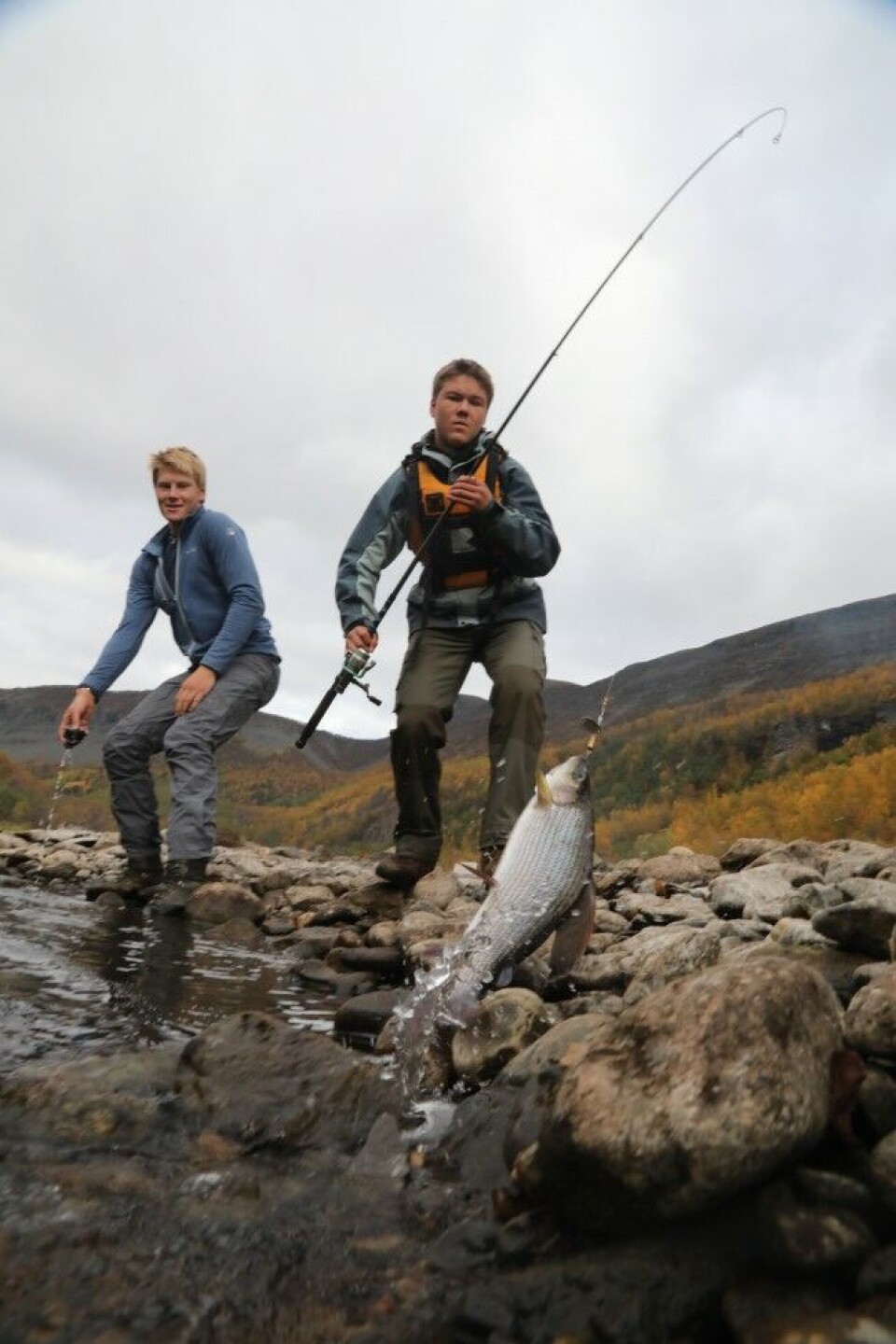 Steinar Hofseth lander harr med Bjørn Haugo Herfindal som engasjert tilskuer. Å holde bestanden av harr i sjakk er et av målene i forvaltningen i Altaelva. Steinar Hofseth lander harr med Bjørn Haugo Herfindal som engasjert tilskuer. Å holde bestanden av harr i sjakk er et av målene i forvaltningen i Altaelva.