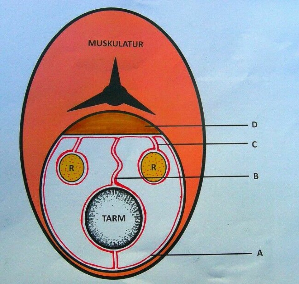 Fig. 1.Illustrasjon av et tverrsnitt gjennom bukhulen på en laks. A BukhinneB TarmkrøsC Krøs til rognD Blodrand (nyre)