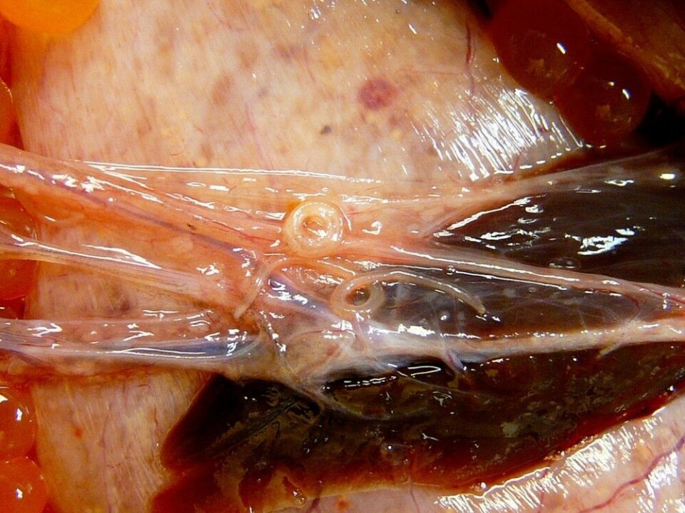 Fig. 4. Kveis (nematoder) i tarmkrøset hos vill laks. Fig. 4. Kveis (nematoder) i tarmkrøset hos vill laks.