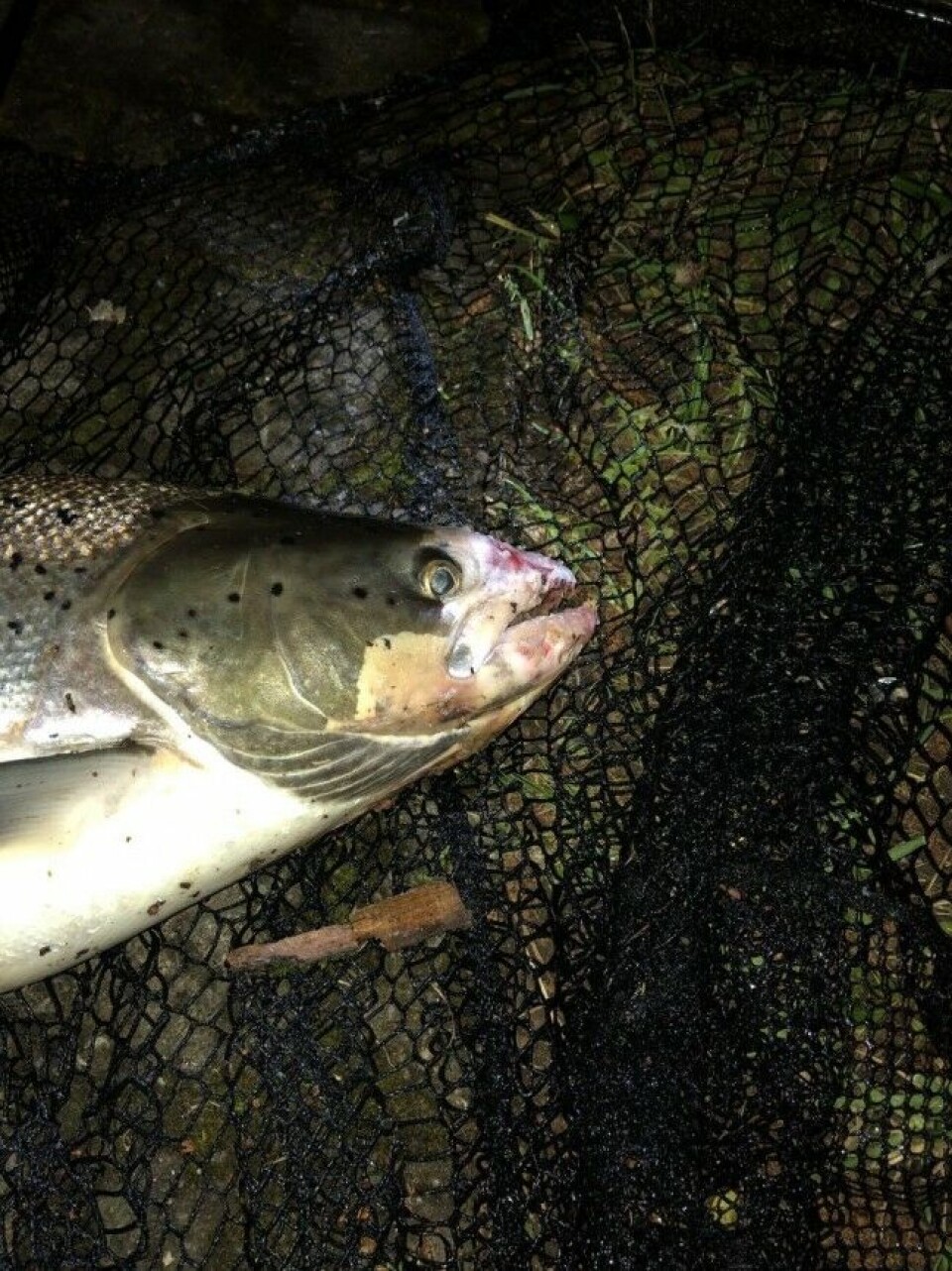 Laksen fra Sandvikselva gikk trolig opp fisketrappa 15. mai. Da var den uten synlige symptomer. Dette bildet er tatt rett etter at laksen ble fanget, 22 dager etter at den passerte telleren ved Frantzefoss. Laksen fra Sandvikselva gikk trolig opp fisketrappa 15. mai. Da var den uten synlige symptomer. Dette bildet er tatt rett etter at laksen ble fanget, 22 dager etter at den passerte telleren ved Frantzefoss.