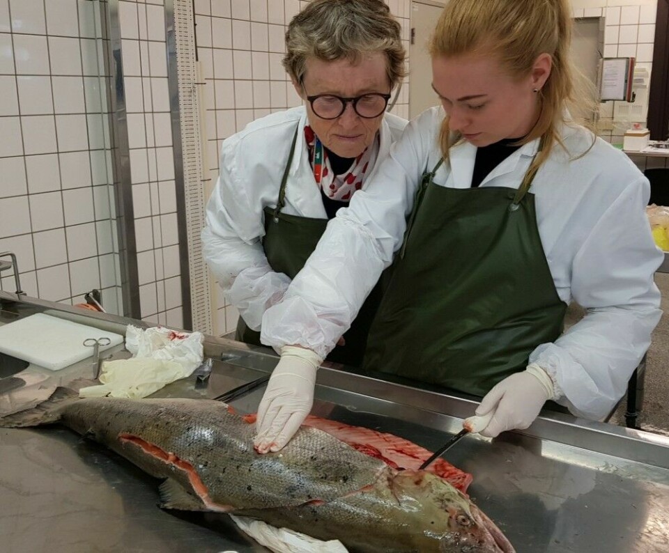 Fiskehelseansvarlig Brit Tørud og veterinær Karoline Overn Sveinsson obduserer død villaks, som ble fanget i Enningdalselva.