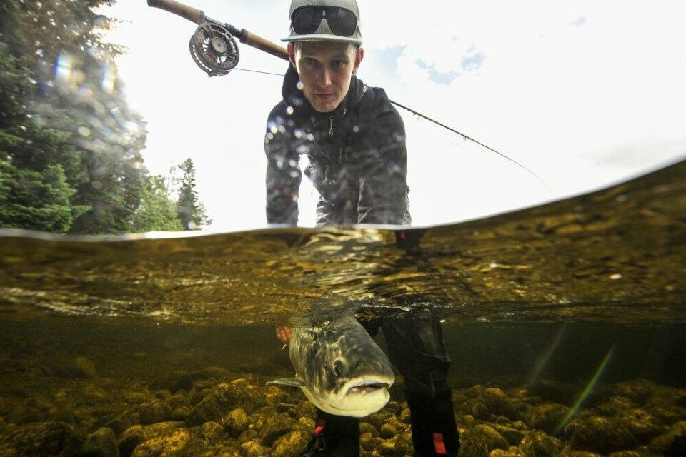 Det oppfordres til gjenutsetting av laks i Årdalselva. Eirik Norland fikk 21 laks i Årdalselva i 2017- sesongen, den største 109 cm. Det oppfordres til gjenutsetting av laks i Årdalselva. Eirik Norland fikk 21 laks i Årdalselva i 2017- sesongen, den største 109 cm.