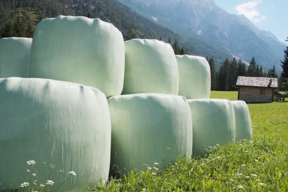 Plast fra slike rundballer er hovedårsaken til plastforurensingen i norske lakseelver, viser en ny undersøkelse. Plast fra slike rundballer er hovedårsaken til plastforurensingen i norske lakseelver, viser en ny undersøkelse.