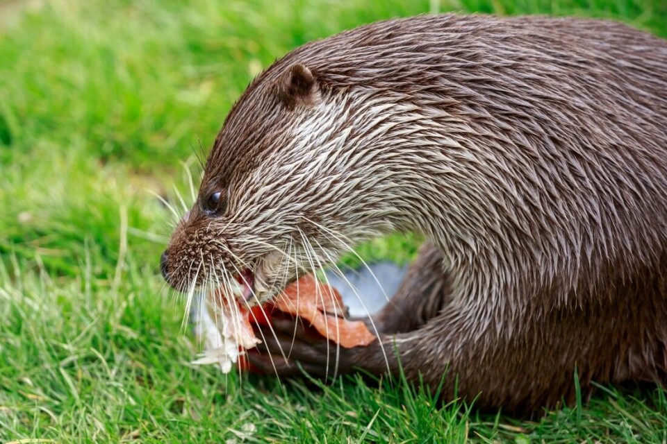 En oterstamme ute av kontroll forsyner seg grovt av fisken i de små elvene på Sunnmøre, før den har gytt. En oterstamme ute av kontroll forsyner seg grovt av fisken i de små elvene på Sunnmøre, før den har gytt.