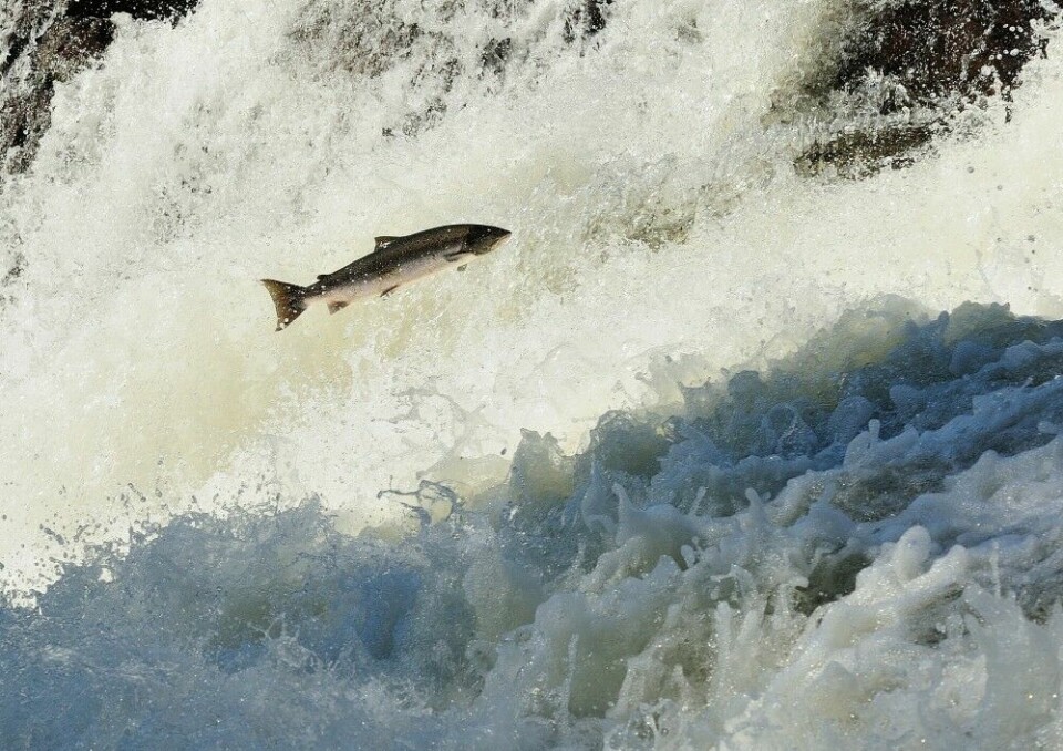 Mesteparten av fisket i Altaelva ble på 70-tallet utleid til styrtrike amerikanere. Det resulterte i et omfattende tjuvfiske. Her ved Gabofossen, elvas kraftigste stryk, ved inngangen til Sautso.