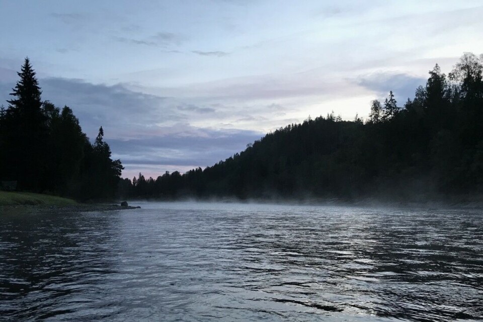 Numedalslågen, en av landets beste lakseelver, får fortsatt besøk av en og annen tjuvfisker. Numedalslågen, en av landets beste lakseelver, får fortsatt besøk av en og annen tjuvfisker.