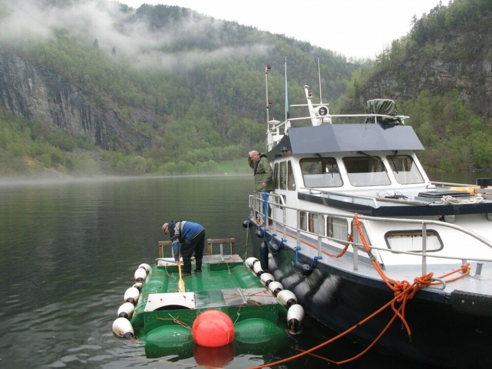 Å slepe laksesmolten ut fjorden er det eneste tiltaket som har vist seg å nytte, påpeker Geir Ove Henden ved Voss klekkeri. Å slepe laksesmolten ut fjorden er det eneste tiltaket som har vist seg å nytte, påpeker Geir Ove Henden ved Voss klekkeri.