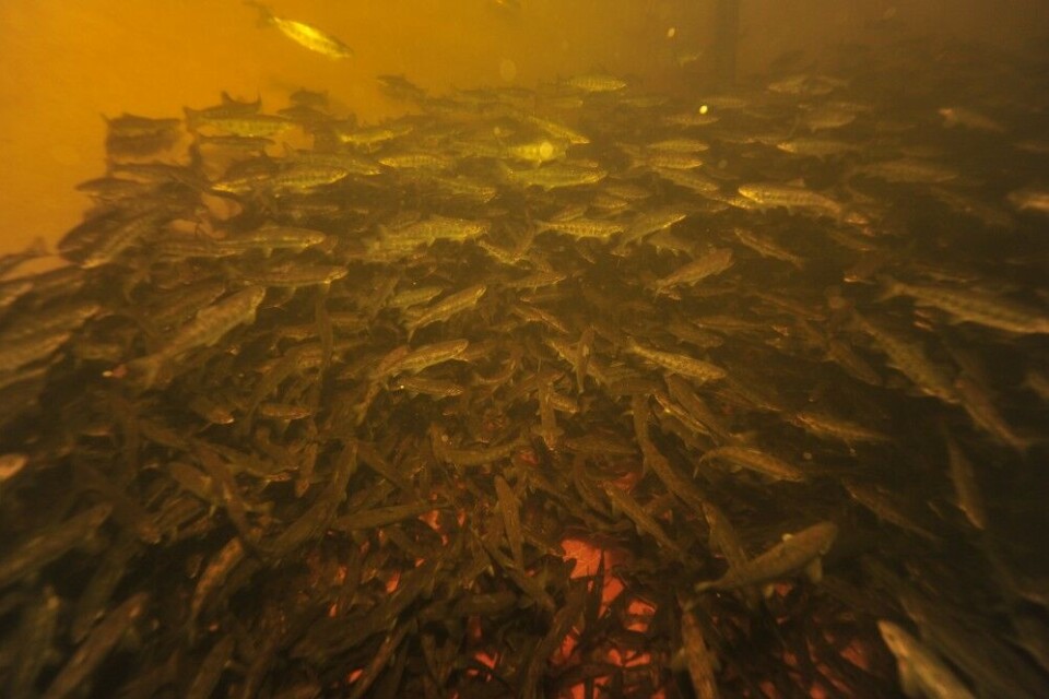 Til våren skal det settes ut 20 000 smolt fra Voss klekkeri. Så er det stopp. Til våren skal det settes ut 20 000 smolt fra Voss klekkeri. Så er det stopp.