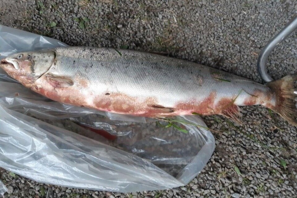 Det er til nå gjort funn i åtte norske elver, som sjekkes ut for eventuelle likheter med fiskene fra Enningdalselva. Det er til nå gjort funn i åtte norske elver, som sjekkes ut for eventuelle likheter med fiskene fra Enningdalselva.