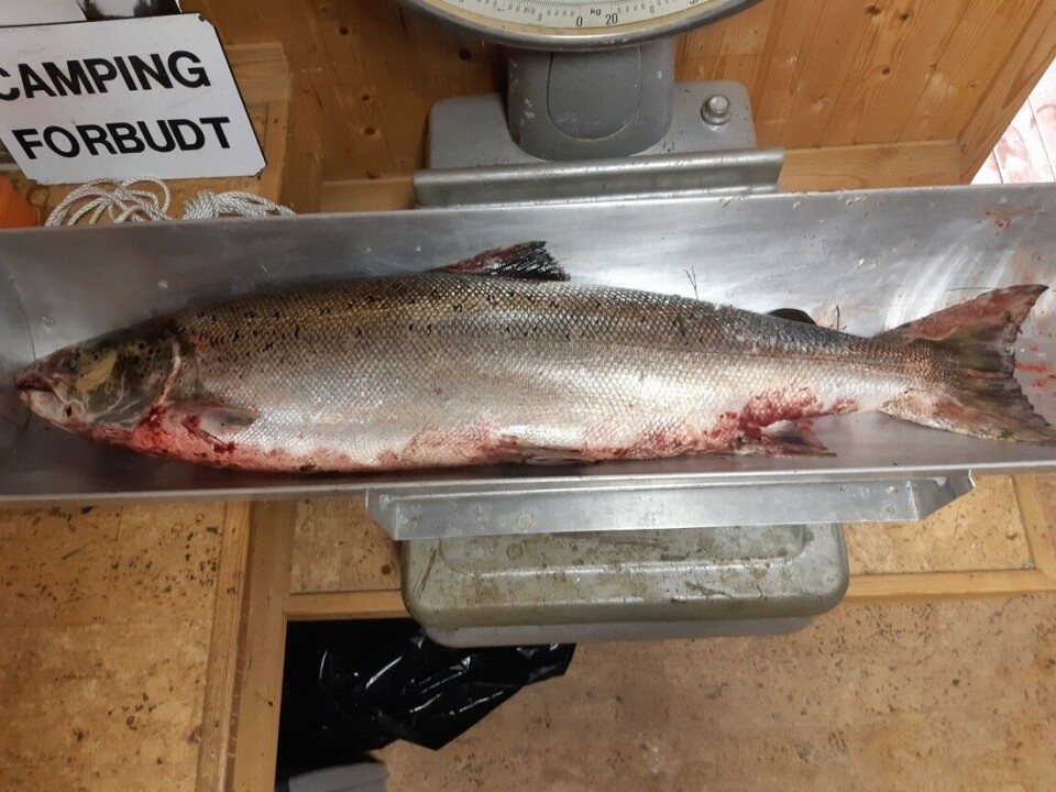 Denne laksen på 10,6 kg ble tatt i Enningdalselva i pinsehelgen. Denne laksen på 10,6 kg ble tatt i Enningdalselva i pinsehelgen.