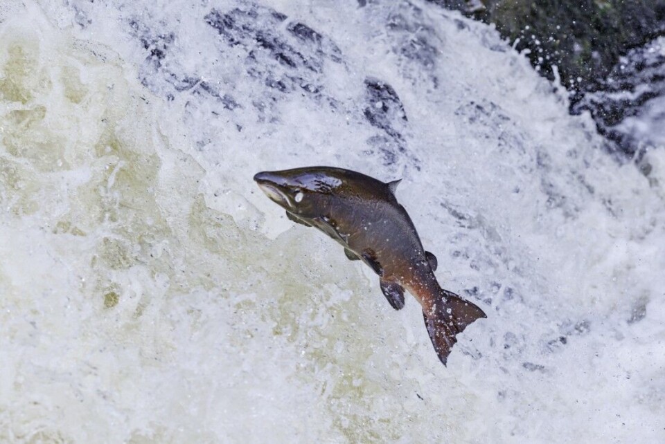 Den rømte oppdrettslaksen som var smittet av sykdommen PD, kan potensielt spre sykdommen til villaks. Wild & Free/iStockphoto Den rømte oppdrettslaksen som var smittet av sykdommen PD, kan potensielt spre sykdommen til villaks. Wild & Free/iStockphoto