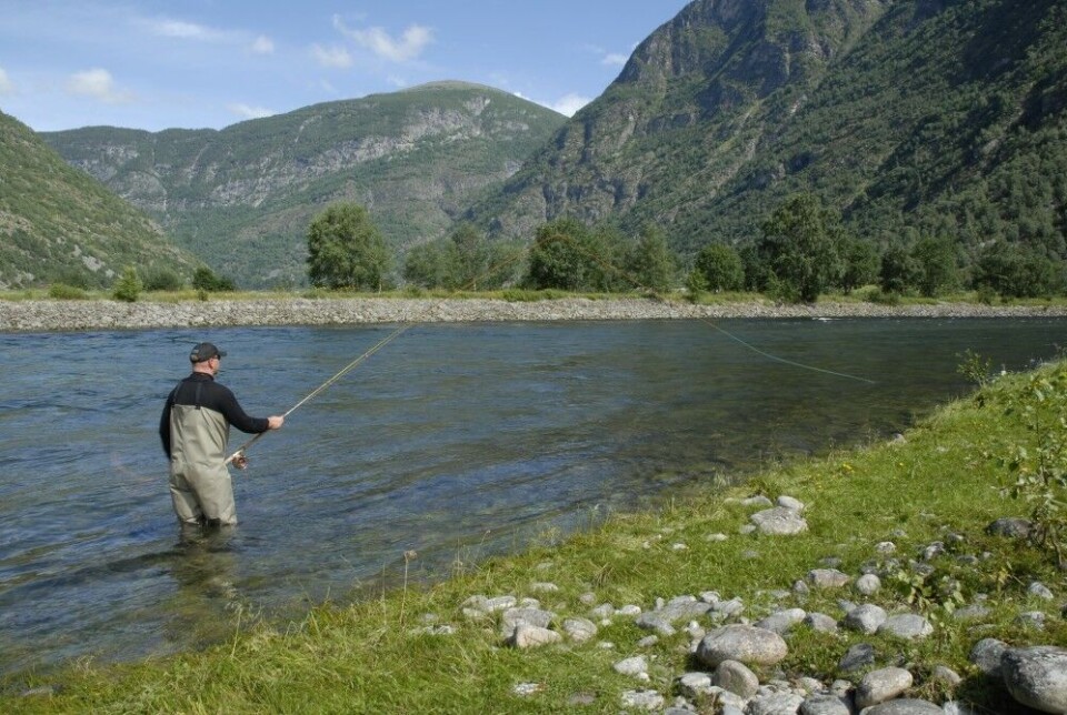 Laksesmolt fra elvene i indre deler av Sognefjorden var spesielt rammet av lakselus i 2019, som Lærdalselva. Laksesmolt fra elvene i indre deler av Sognefjorden var spesielt rammet av lakselus i 2019, som Lærdalselva.