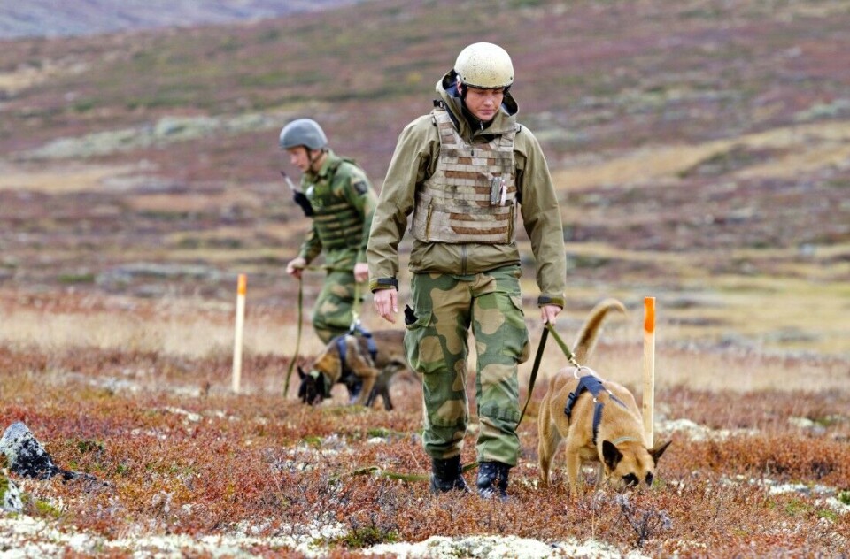 Norgeshistoriens største naturrestaurering på Dovrefjell snart i mål