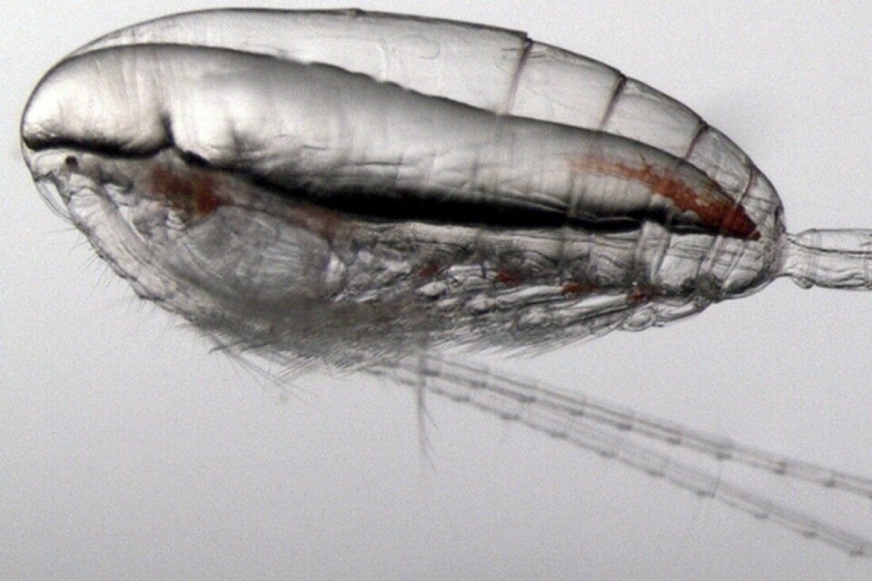 Havforskere har testet hvordan den vanlige dyreplanktonarten raudåte tåler lusemiddelet hydrogenperoksid. Raudåten er en viktig føde for småfisk langs kysten der oppdrettsanleggene ligger. Havforskere har testet hvordan den vanlige dyreplanktonarten raudåte tåler lusemiddelet hydrogenperoksid. Raudåten er en viktig føde for småfisk langs kysten der oppdrettsanleggene ligger.