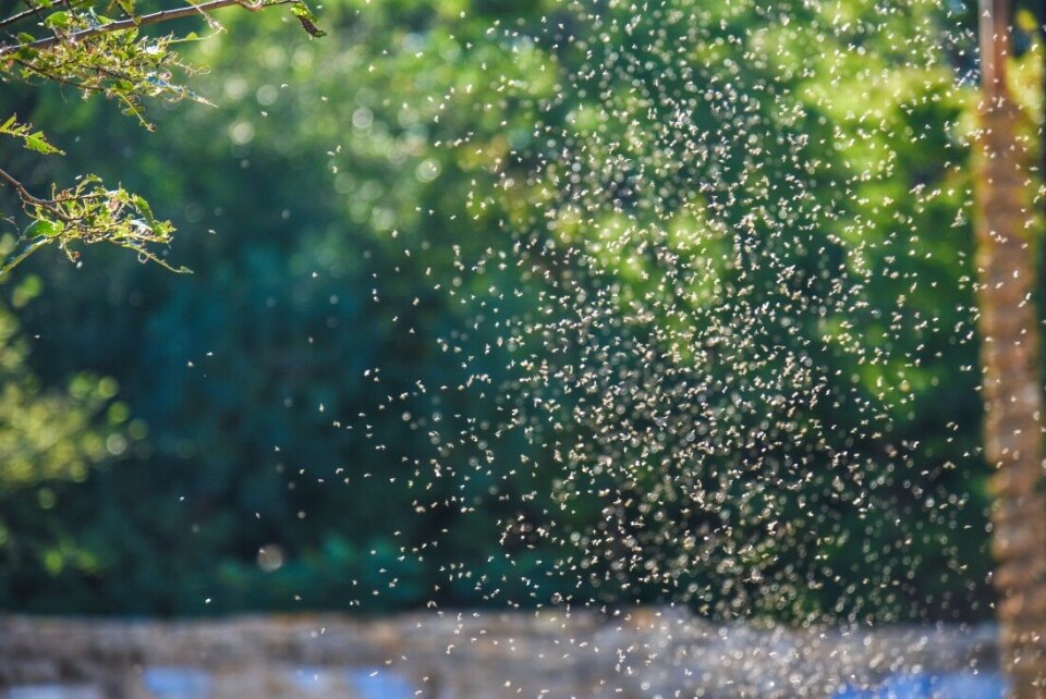 Insekter, viktig mat for fisken, er i sterk tilbakegang, også her til lands. Insekter, viktig mat for fisken, er i sterk tilbakegang, også her til lands.