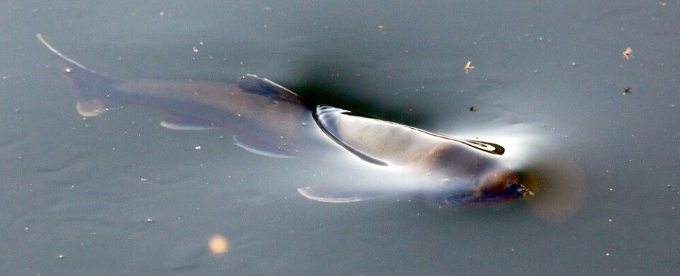 Fra en annen vinkel kan det se ut som en småfisk som vaker. Fra en annen vinkel kan det se ut som en småfisk som vaker.