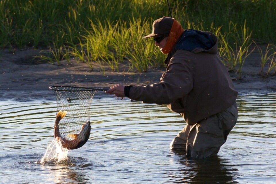 Til slutt tar fisken riktig mygg. Til slutt tar fisken riktig mygg.